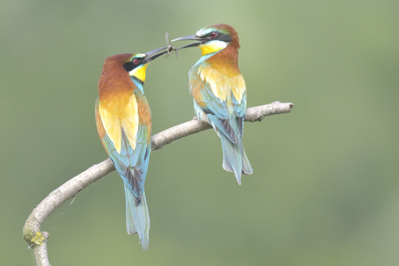 Merops apiaster : gruccioni